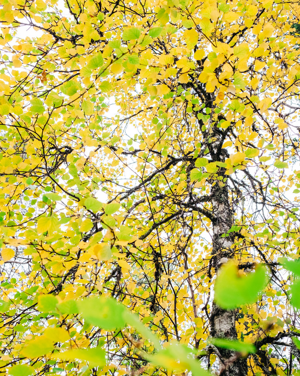 Herbst Farben in Finnland
